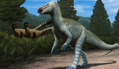 Paleontologists Describe New Species of Rhabdodontid Dinosaur