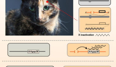The sex-linked orange mutation in domestic cats causes variegated patches of reddish/yellow hair and is a defining signature of random X inactivation in female tortoiseshell and calico cats; unlike the situation for most coat color genes, there is no apparent homolog for sex-linked orange in other mammals; Kaelin et al. show that sex-linked orange is caused by a 5-kb deletion that leads to ectopic and melanocyte-specific expression of the Arhgap36 gene. Image credit: Kaelin et al., doi: 10.1016/j.cub.2025.04.055.