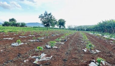 Australia-backed project aimed to improve cassava genetics in Vietnam