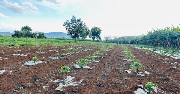 Australia-backed project aimed to improve cassava genetics in Vietnam