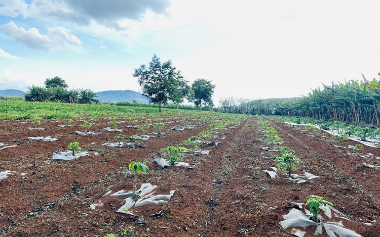 Australia-backed project aimed to improve cassava genetics in Vietnam 
