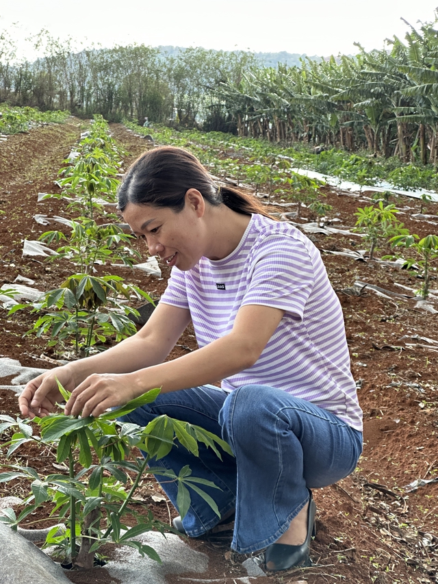 Australia-backed project aimed to improve cassava genetics in Vietnam 
- Ảnh 1.
