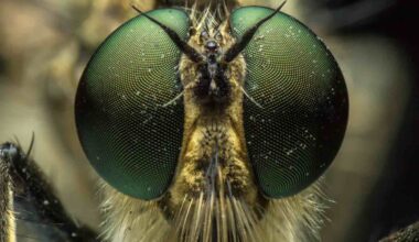 Extreme close-up of a fly's face, showing large green compound eyes, short antennae, and fine hairs on its head, highlighting detailed textures and patterns.