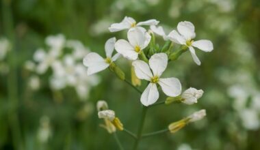 Flowers unfold with surprising precision, despite unruly genes