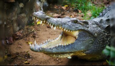 5 Survive Bolivian Alligator-Filled Swamp For 36 Hours After Plane's Emergency Landing