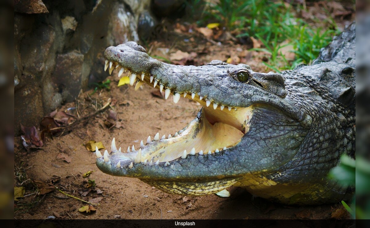 5 Survive Bolivian Alligator-Filled Swamp For 36 Hours After Plane's Emergency Landing