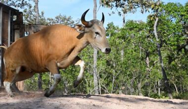 Rare wild cattle herded in Cambodia by helicopter