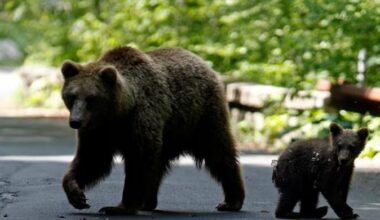 Slovakia allows culled bears to end up on plates