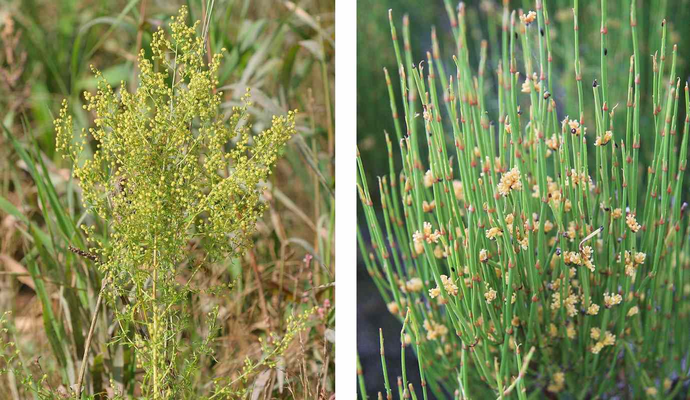 Renowned Salk Institute Studies Native Plants for Drug Discoveries in Weight Loss, Allergies, Asthma, and Headaches
