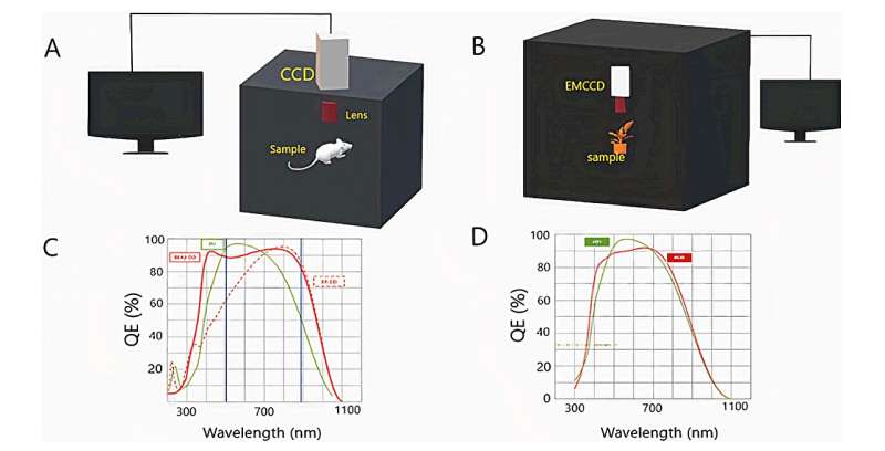 Living beings emit a faint light that extinguishes upon death, finds a new study