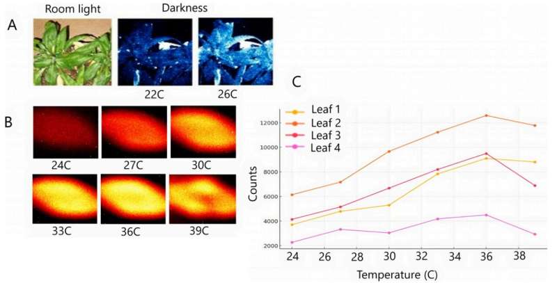 Living beings emit a faint light that extinguishes upon death, finds a new study