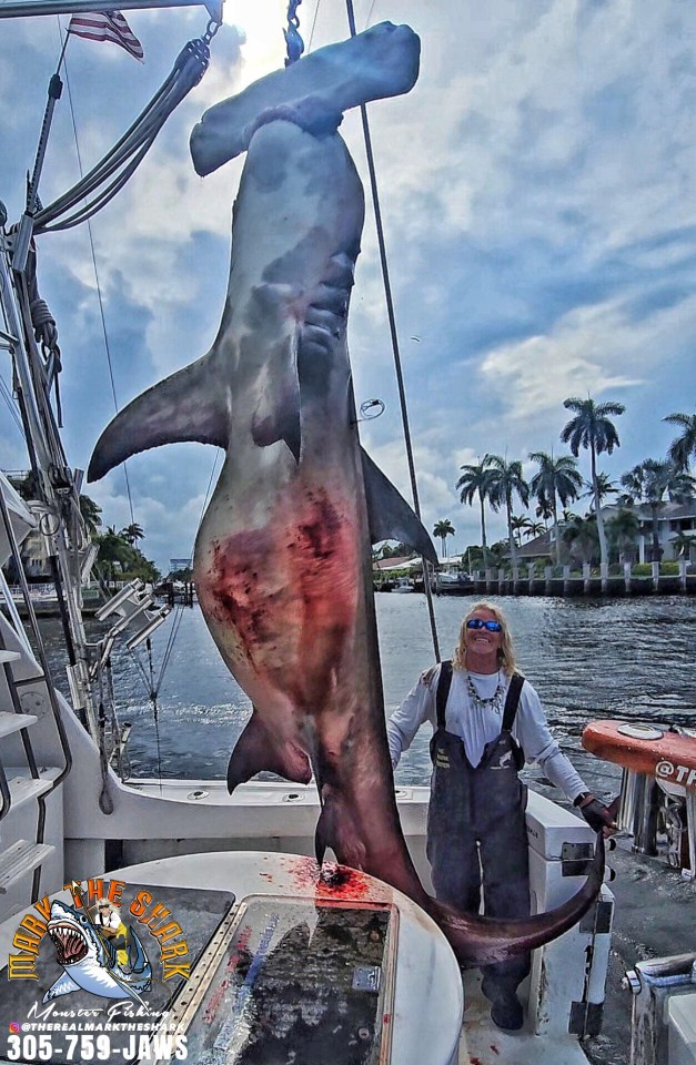 Large hammerhead shark hoisted onto a boat with a person standing beside it.