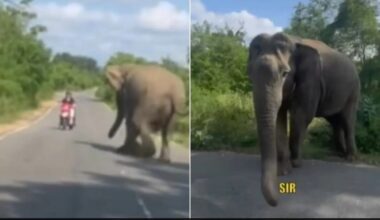 Canadian Vloggers Narrowly Escape Charging Elephant In India