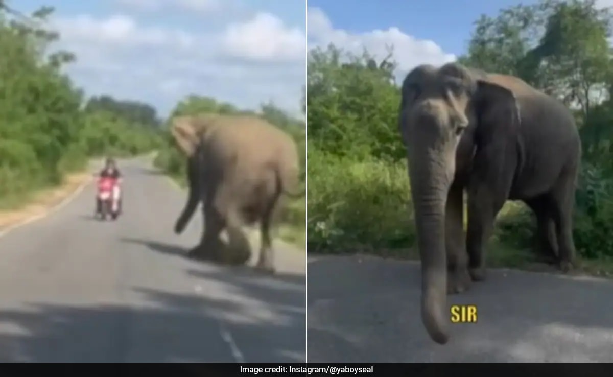 Canadian Vloggers Narrowly Escape Charging Elephant In India