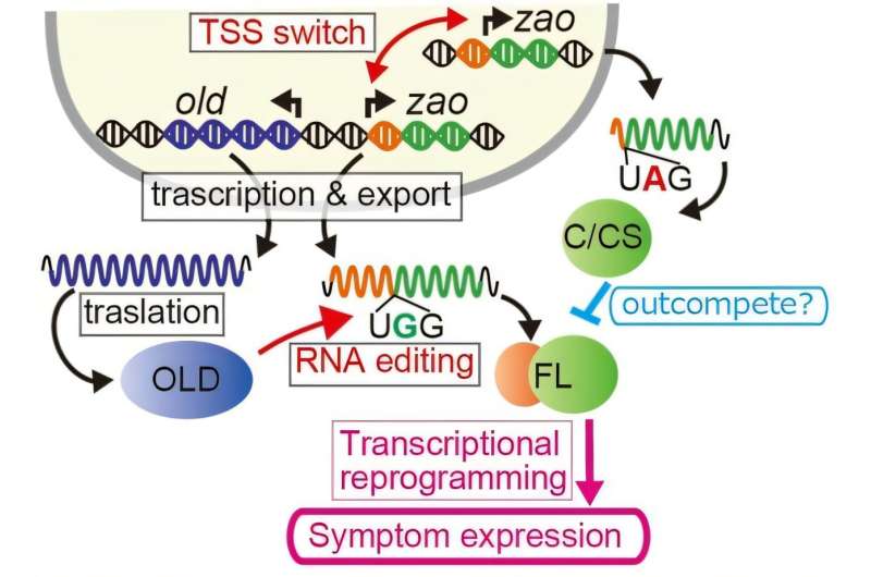 Modulation of antiviral response in fungi via RNA editing