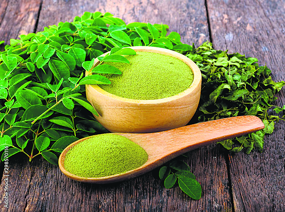 Moringa has amino acids and essential minerals, making it a potent skincare herb(adobe stock)