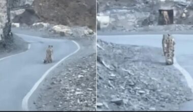 Travellers In Spiti Valley Spot Snow Leopard Strolling On Mountain Road