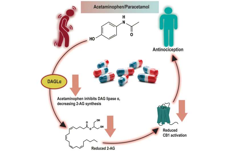 New discovery about how acetaminophen works could improve understanding about pain relievers