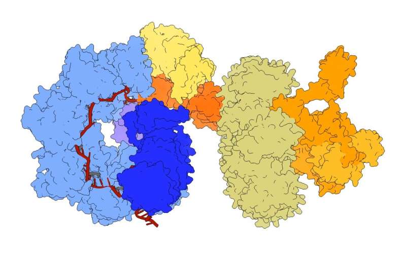New gene editor enables greater precision