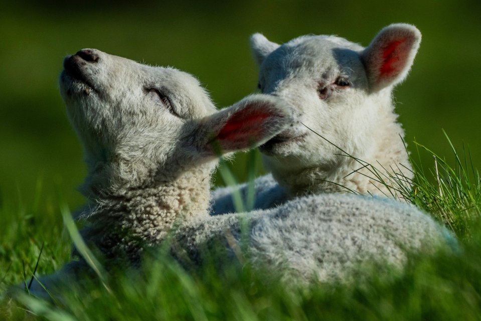 Two newborn lambs lying in the grass.