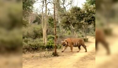Massive ‘Hercules’ tiger, believed to be Asia’s largest stuns Uttarakhand