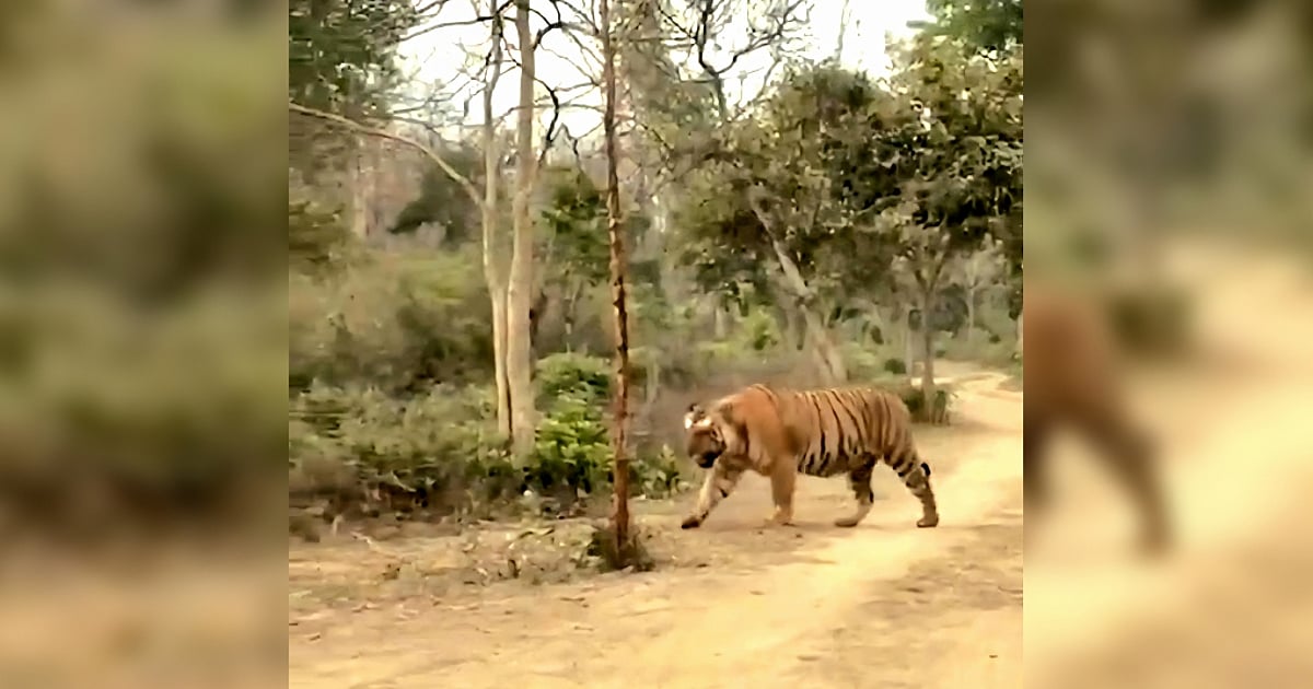 Massive ‘Hercules’ tiger, believed to be Asia’s largest stuns Uttarakhand