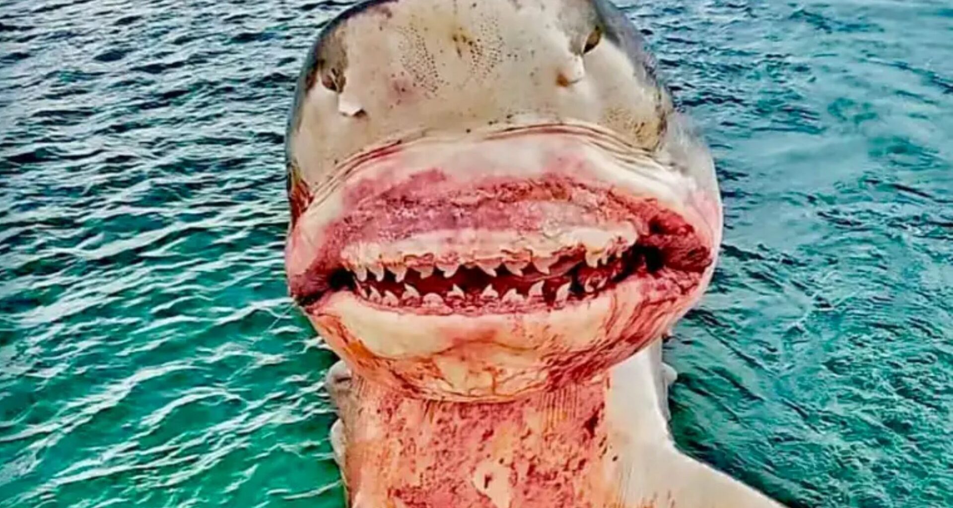I'm a real life shark hunter – I've reeled in 164-stone beasts and seen my crew mauled...but some say I'm the monster
