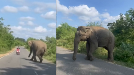 The elephant remained indifferent towards the 1st rider. (Instagram/@yaboyseal)