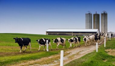 Genetic defects in dairy cattle