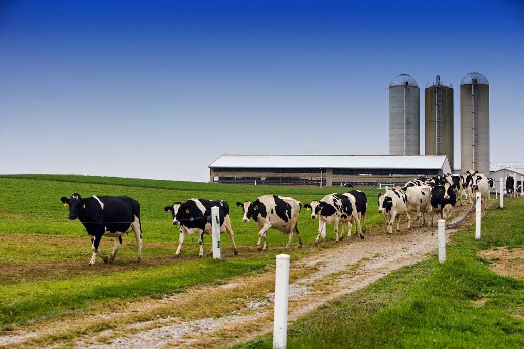 Genetic defects in dairy cattle
