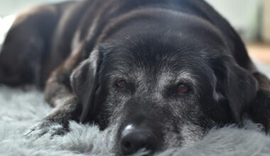 Old black lab with gray face