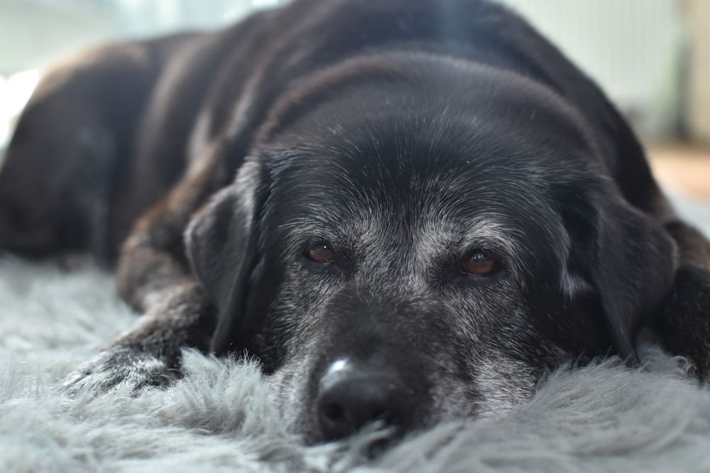 Old black lab with gray face