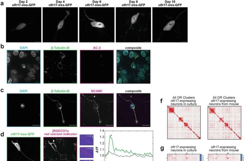 Olfactory neurons use unexpected 'solid' clusters to achieve genetic precision