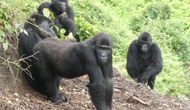 Gorillas once caught by wildlife traffickers are set free in Virunga National Park in historic reintroduction