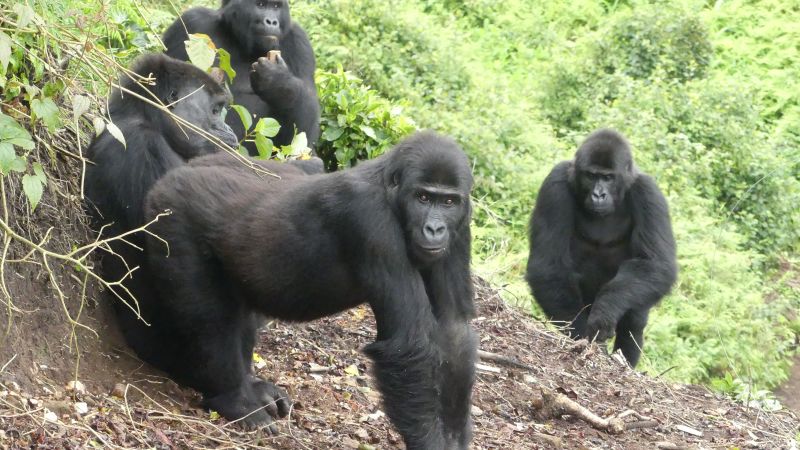 Gorillas once caught by wildlife traffickers are set free in Virunga National Park in historic reintroduction