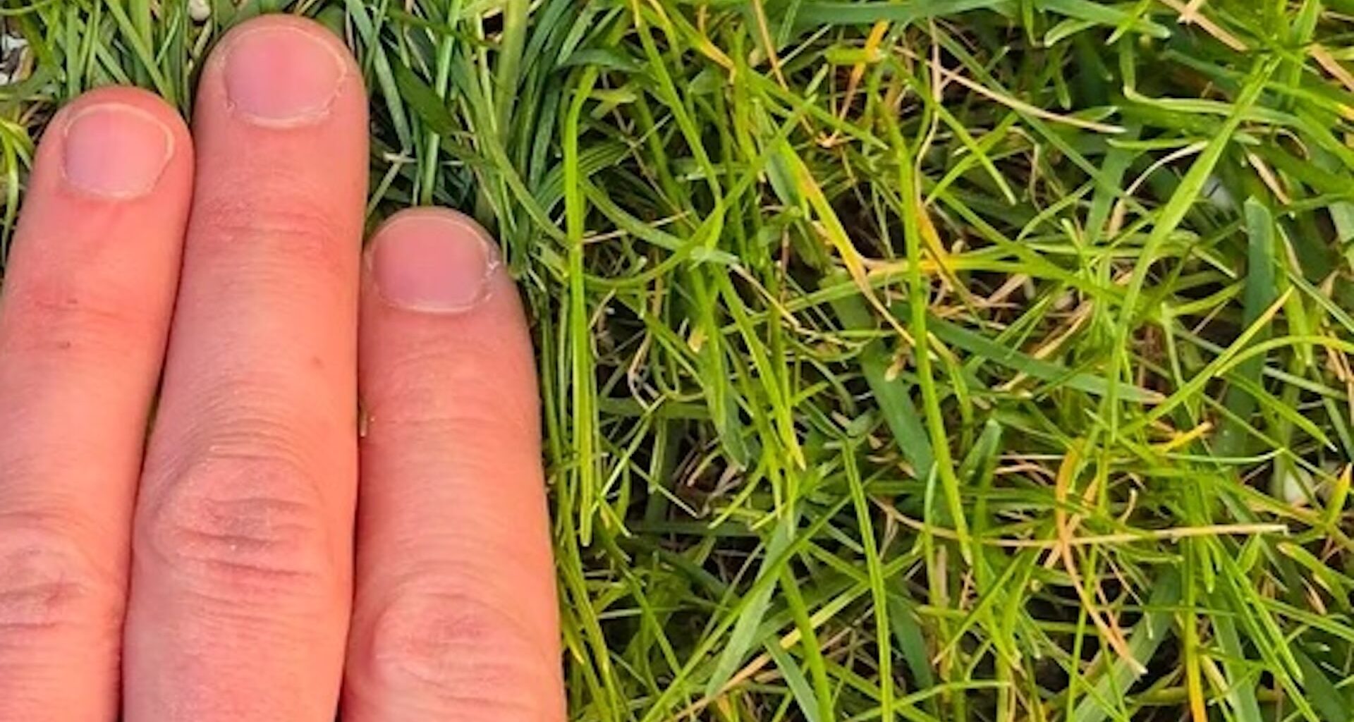 "I found them everywhere and saw them fly."