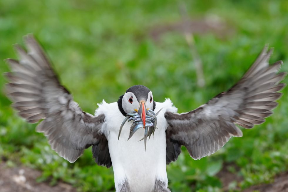 Puffin with sand eels