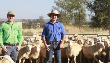 Bogo Merinos have gained a reputation as one of Australia's most progressive Merino studs. The profitable performance-based genetics they breed has placed them at the top echelon of the Merino industry. Picture supplied