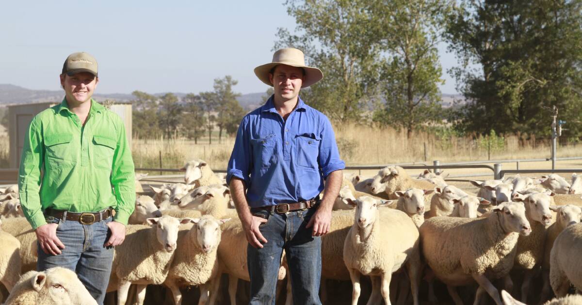 Bogo Merinos have gained a reputation as one of Australia's most progressive Merino studs. The profitable performance-based genetics they breed has placed them at the top echelon of the Merino industry. Picture supplied