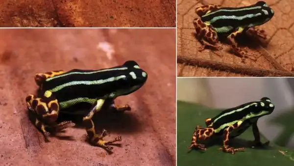 Ranitomeya Aquamarina
