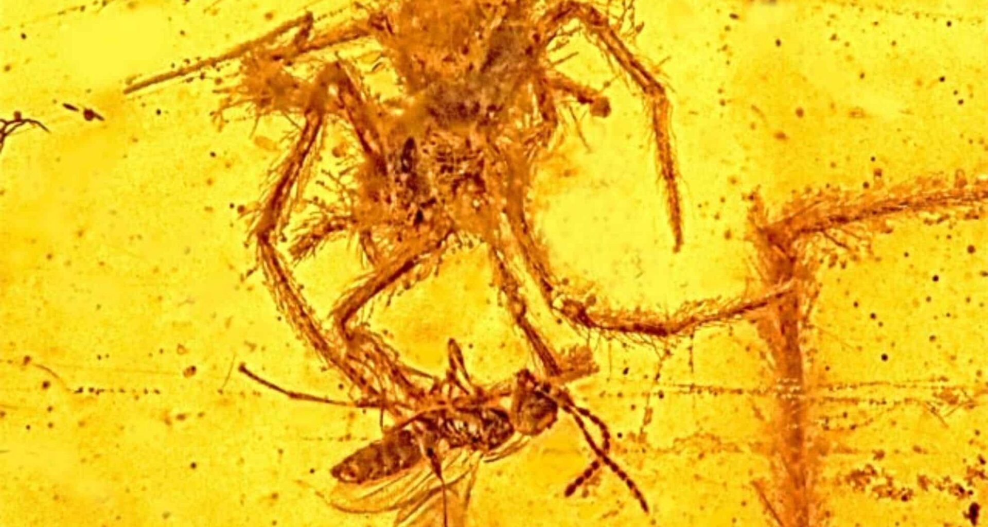 Rare 100 Million Year Old Amber Fossil Reveals Ferocious Spider Attack