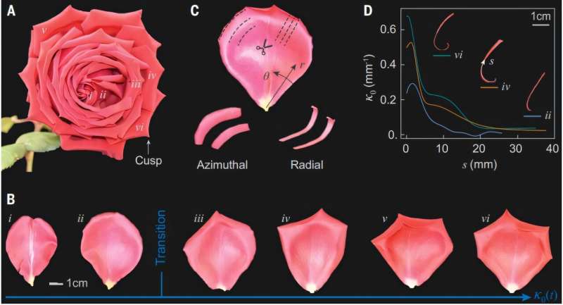Researchers discover how the rose grows into its unique shape