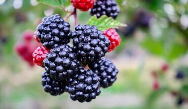 Researchers Find Genetic Locus for Blackberry Thorns