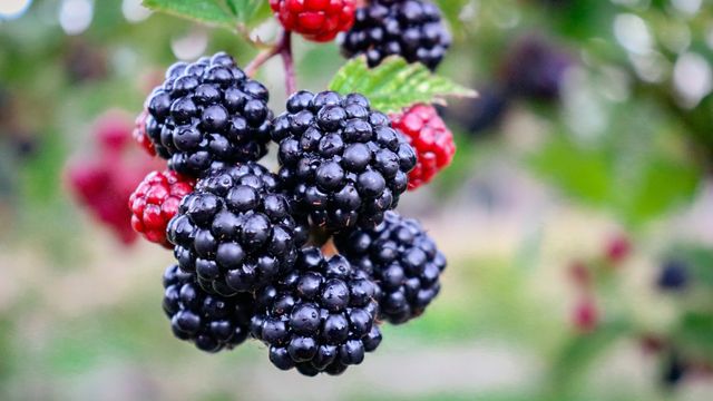 Researchers Find Genetic Locus for Blackberry Thorns