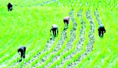 rice farmers