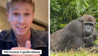 Robert Irwin Has the Perfect Response to the Gorilla Fight Debate