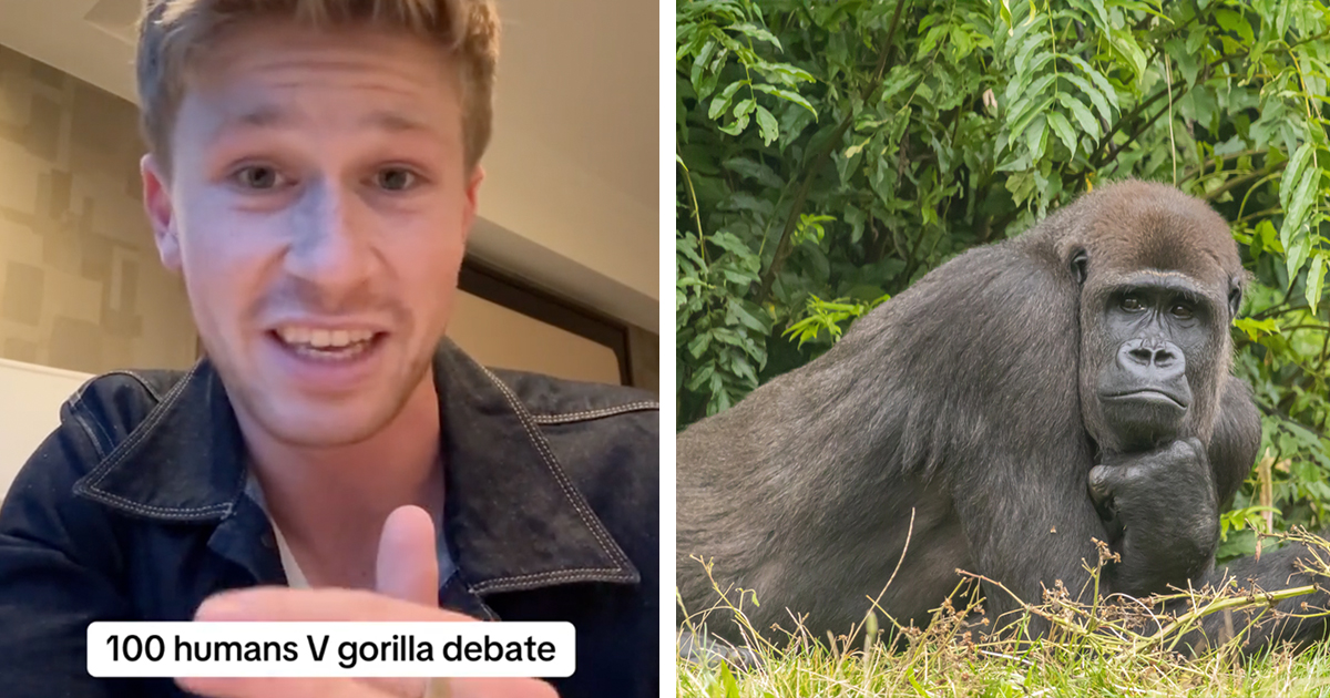 Robert Irwin Has the Perfect Response to the Gorilla Fight Debate