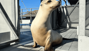 Ronan the Sea Lion Can Keep a Beat Better Than You Can — and She Might Just Change What We Know About Music and the Brain