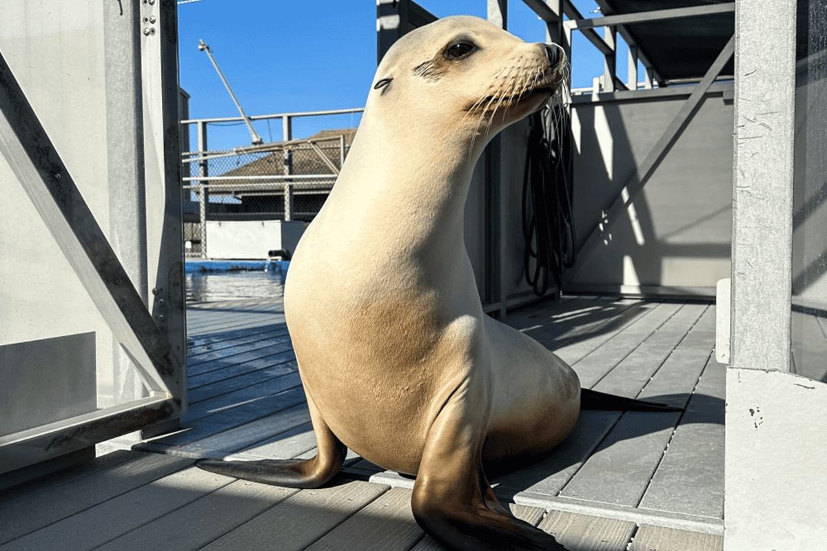 Ronan the Sea Lion Can Keep a Beat Better Than You Can — and She Might Just Change What We Know About Music and the Brain