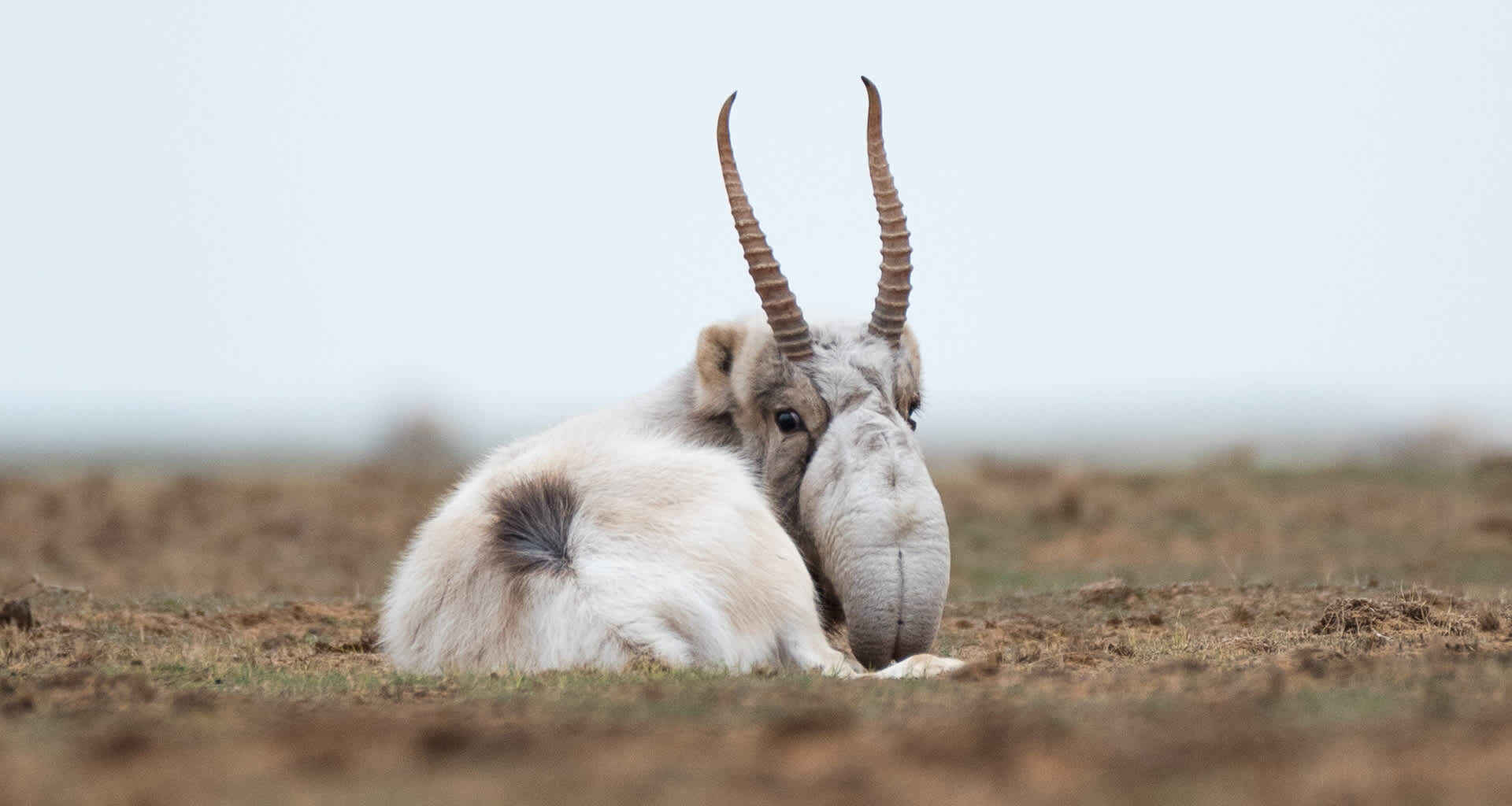 Their numbers were decimated by hunting in the mid-20th century.